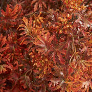 Fall Japanese Maple Stem  K&K   