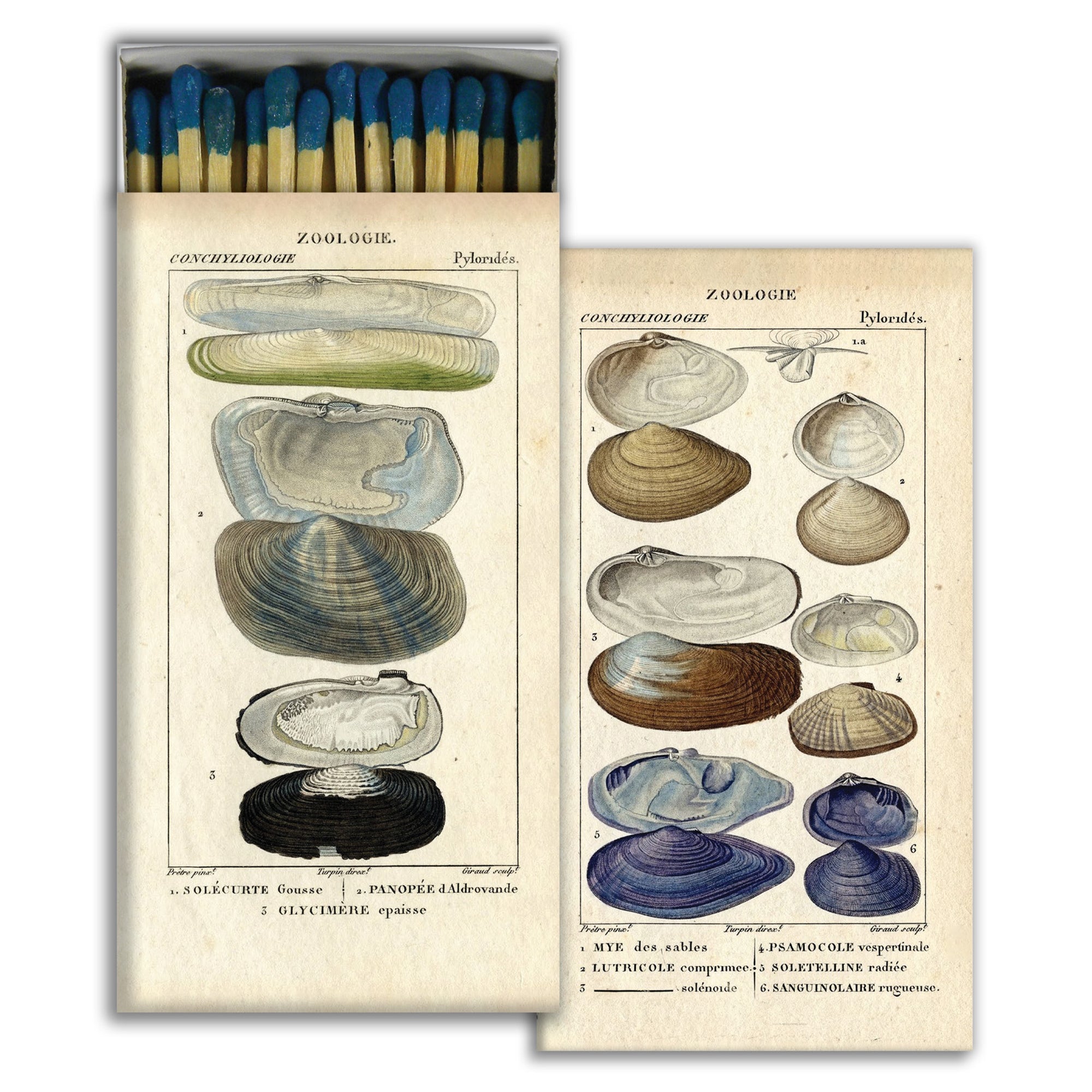 Matches - Seashell Specimens  HomArt   