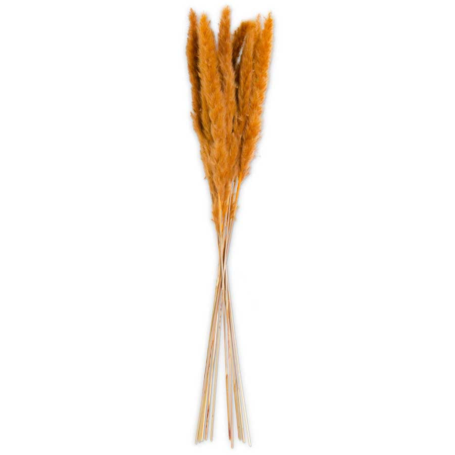 Orange Pampas Grass Bundle Dried Flowers K&K   