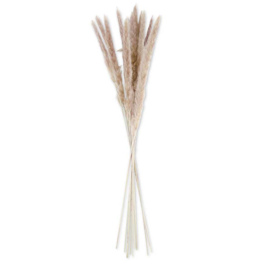 Tan Pampas Grass Bundle Dried Flowers K&K   