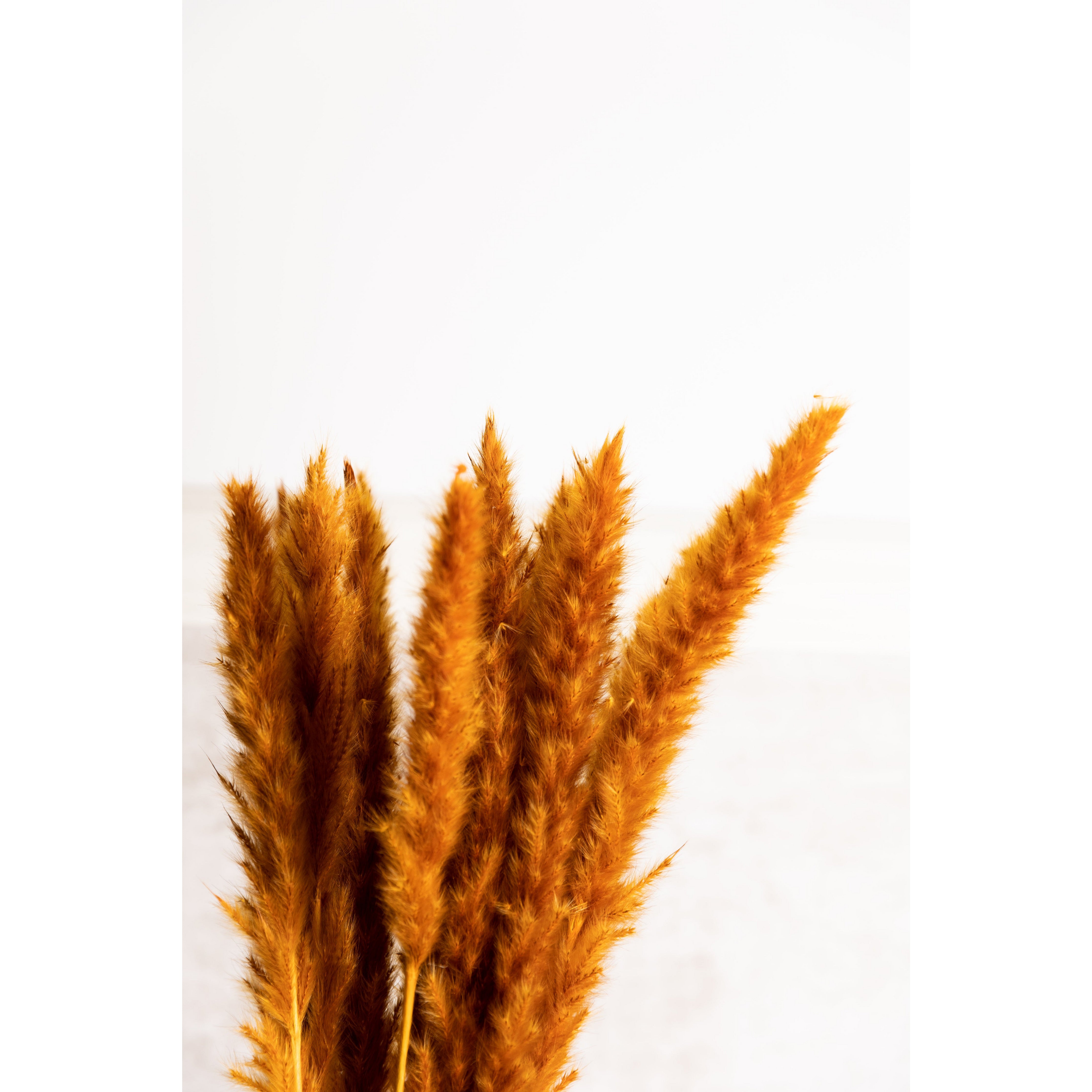 Orange Pampas Grass Bundle Dried Flowers K&K   