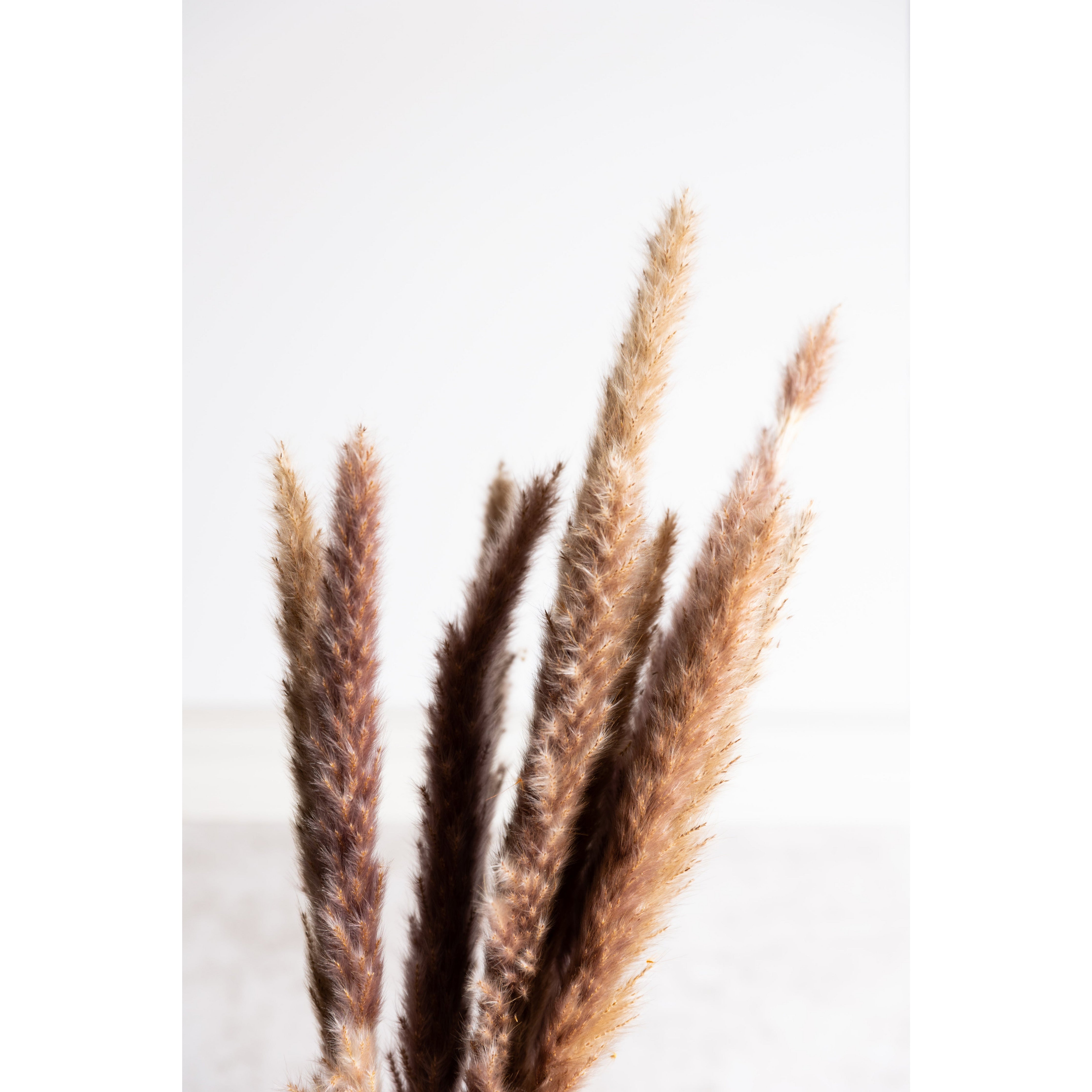 Tan Pampas Grass Bundle Dried Flowers K&K   