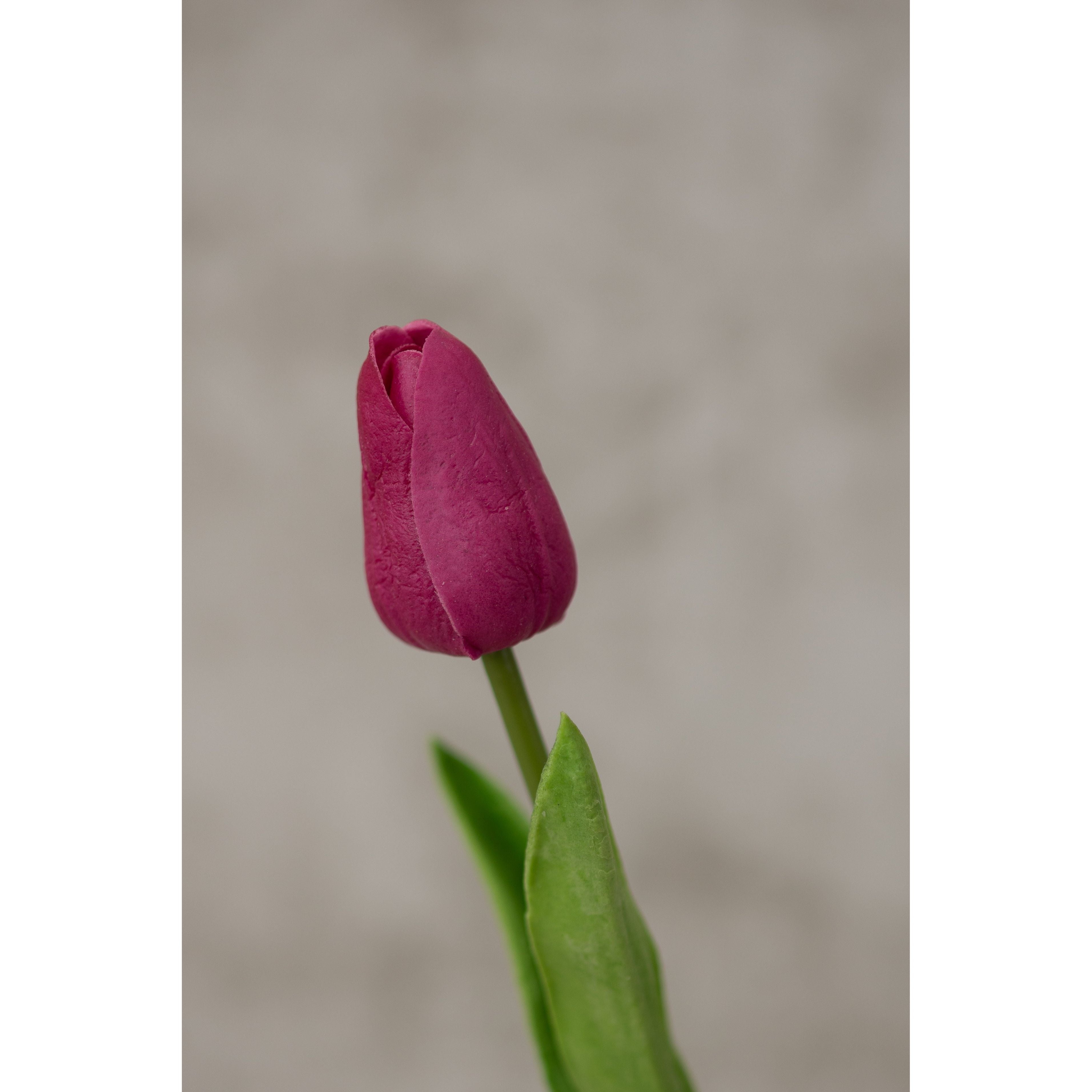 Real Touch Tulip 13.5” Artificial Flora K&K Fuchsia  