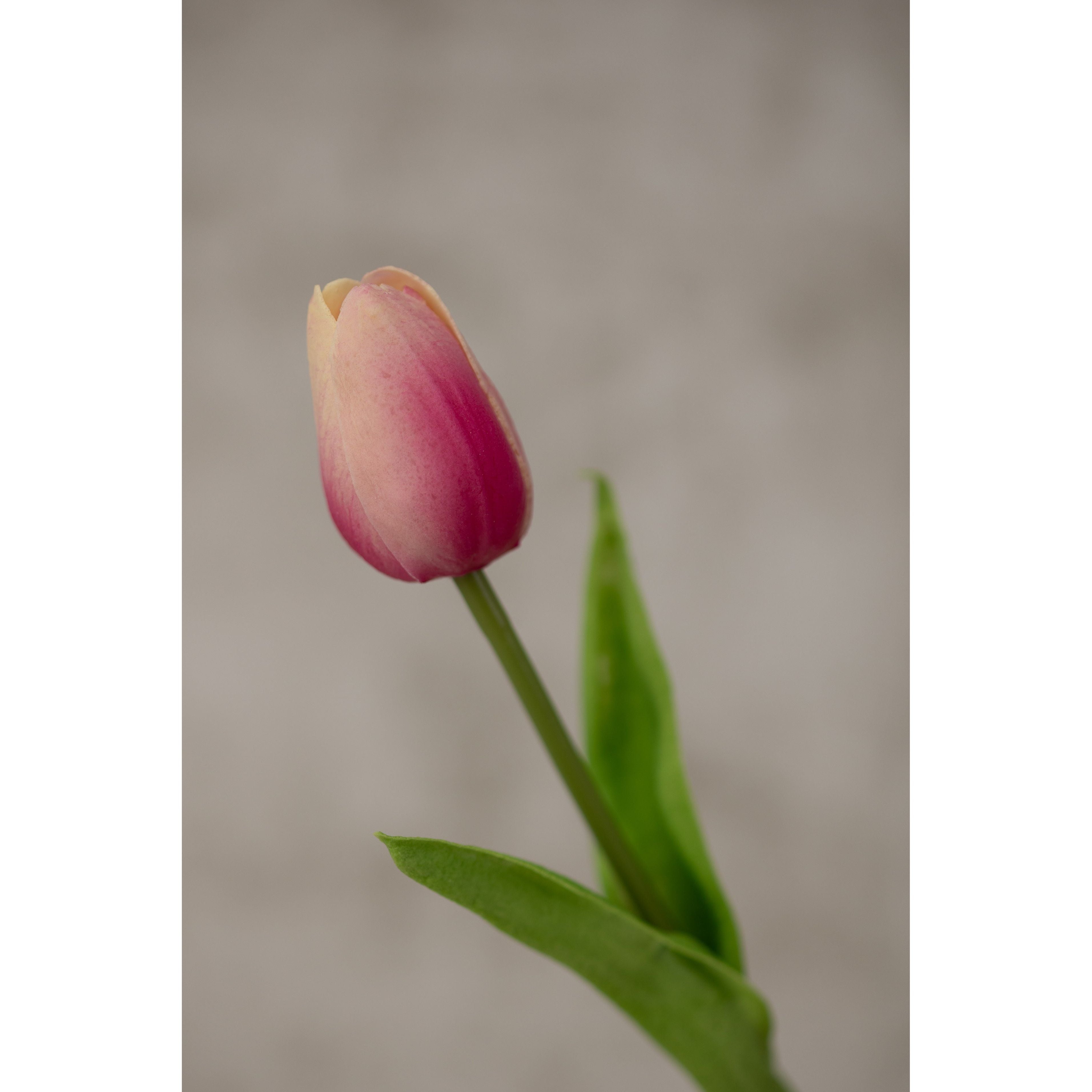 Real Touch Tulip 13.5” Artificial Flora K&K Mauve  