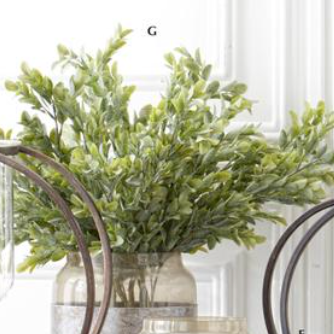 Powdered Boxwood Stem  K&K   