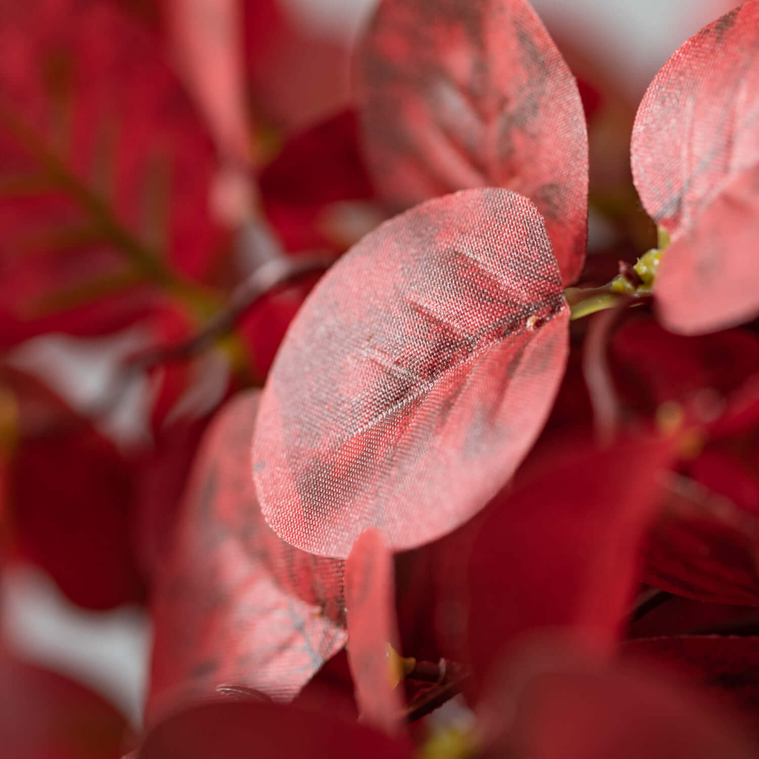 Eucalyptus Pick  Sullivans Red  