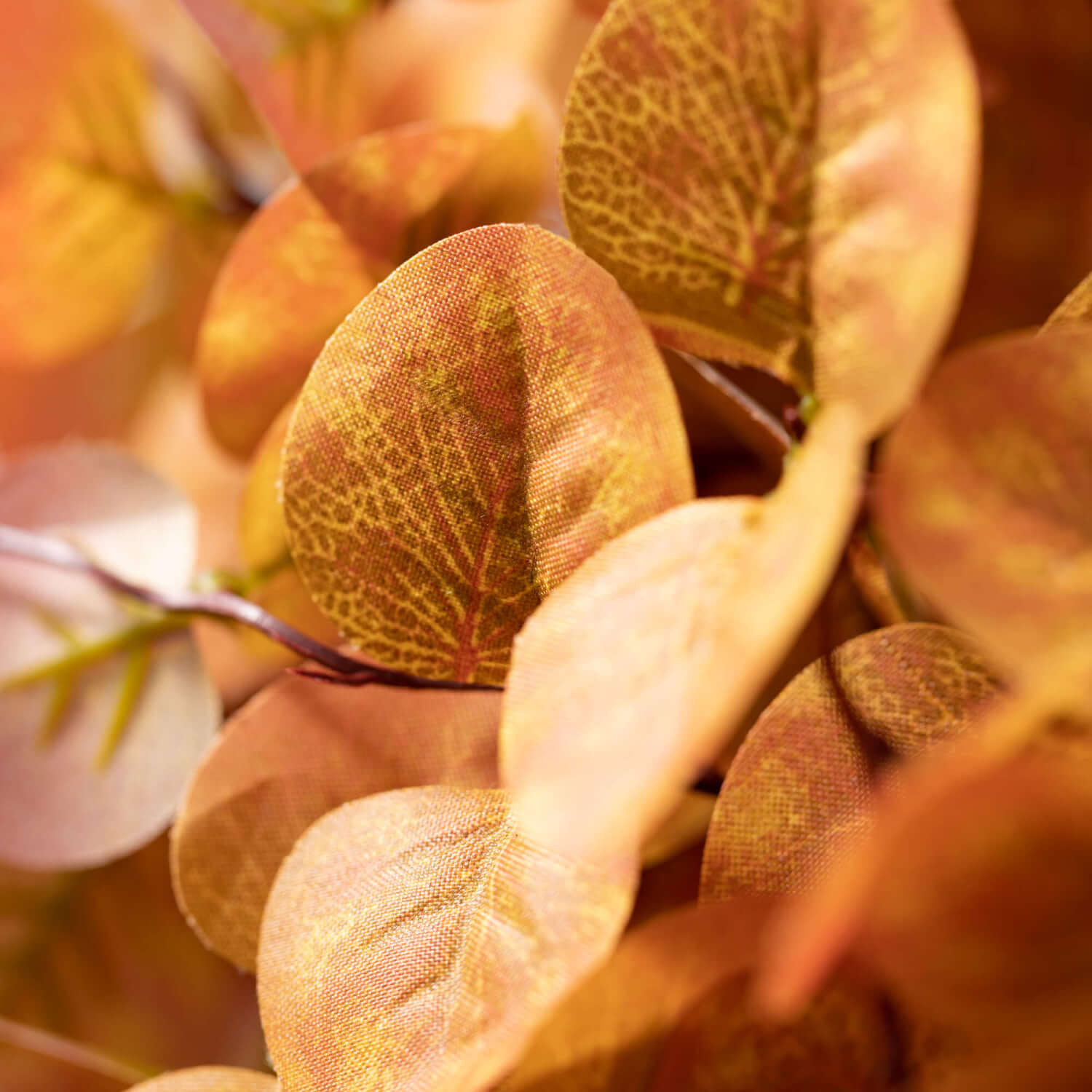 Eucalyptus Pick  Sullivans Yellow  